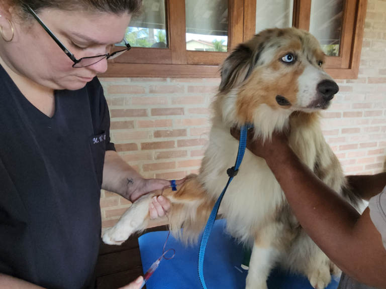 A Importância da Vacinação para a Saúde de Cães e Gatos