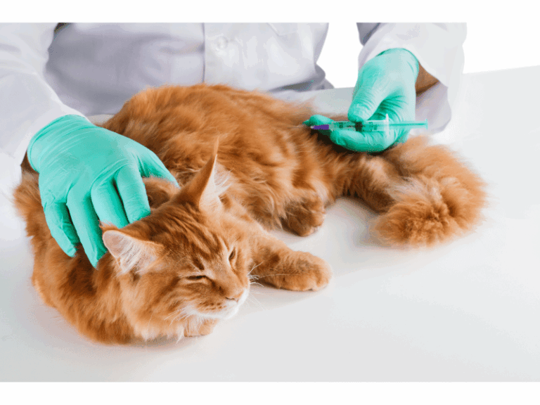 Vacinação em casa em Maricá: conforto, segurança e calendário para cães e gatos