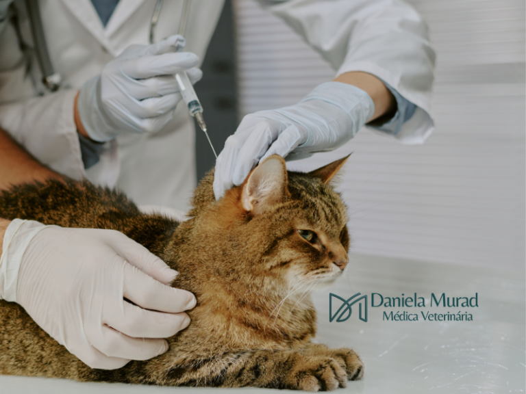 Vacinação em cachorros e gatos: a forma mais simples e eficaz de proteger a saúde do seu animal